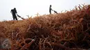 Kelompok Tani Sumber Laut Berjaya binaan PT Pertamina menjemur hasil panen rumput laut di Kampung Manggar, Balikpapan, Kamis (29/10). Pada 2020, Menteri Susi Pudjiastuti melarang ekspor bahan baku mentah rumput laut. (Liputan6.com/Immanuel Antonius)