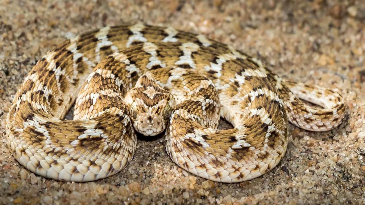 ular Saw-scaled Viper