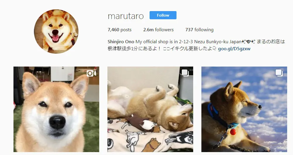 	Akun Instagram anjing lucu @marutaro (Sumber: Instagram @marutaro)
