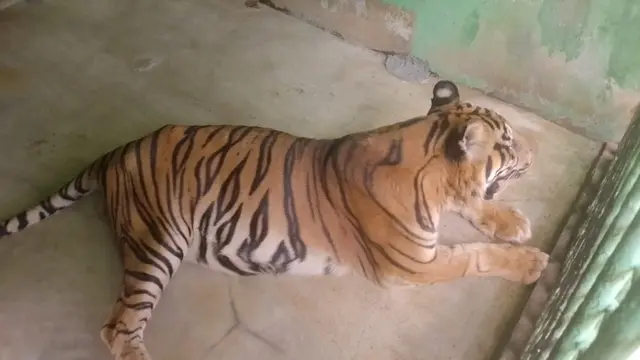 Anggi datang ke Medan Zoo tahun 2005 silam