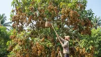 7 Tips agar Pohon Duku Berbuah Lebat, Kendalikan Hama dan Lakukan Penyiangan