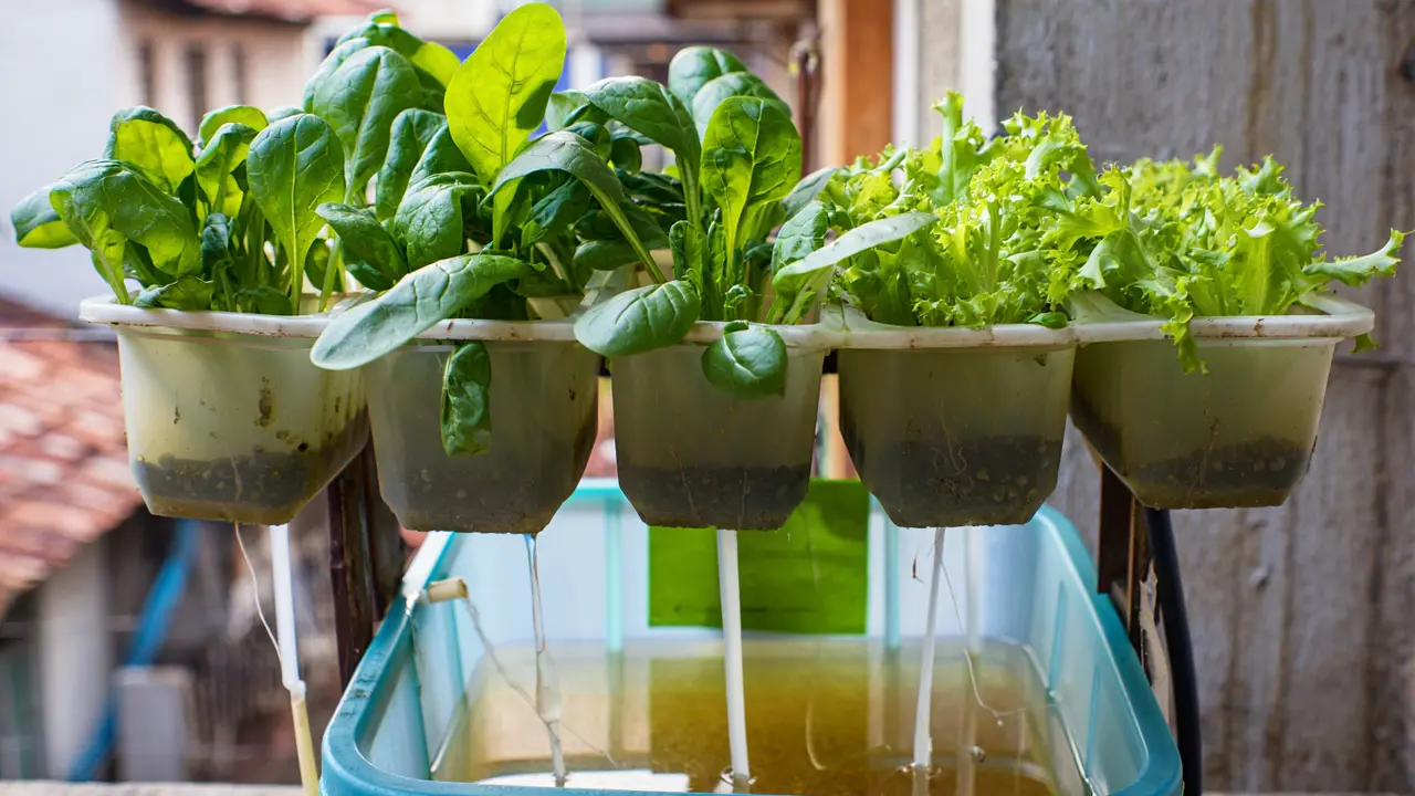 Kebun sayur tanpa tanah untuk rumah sempit (Foto: Reve Art AI)