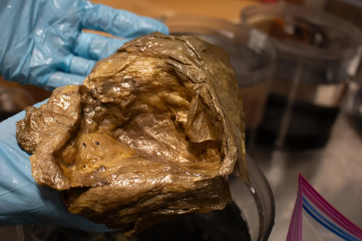 NOAA Solve Mystery of Alaska's Golden Orbs: Here are the Identification Results and Explanations!