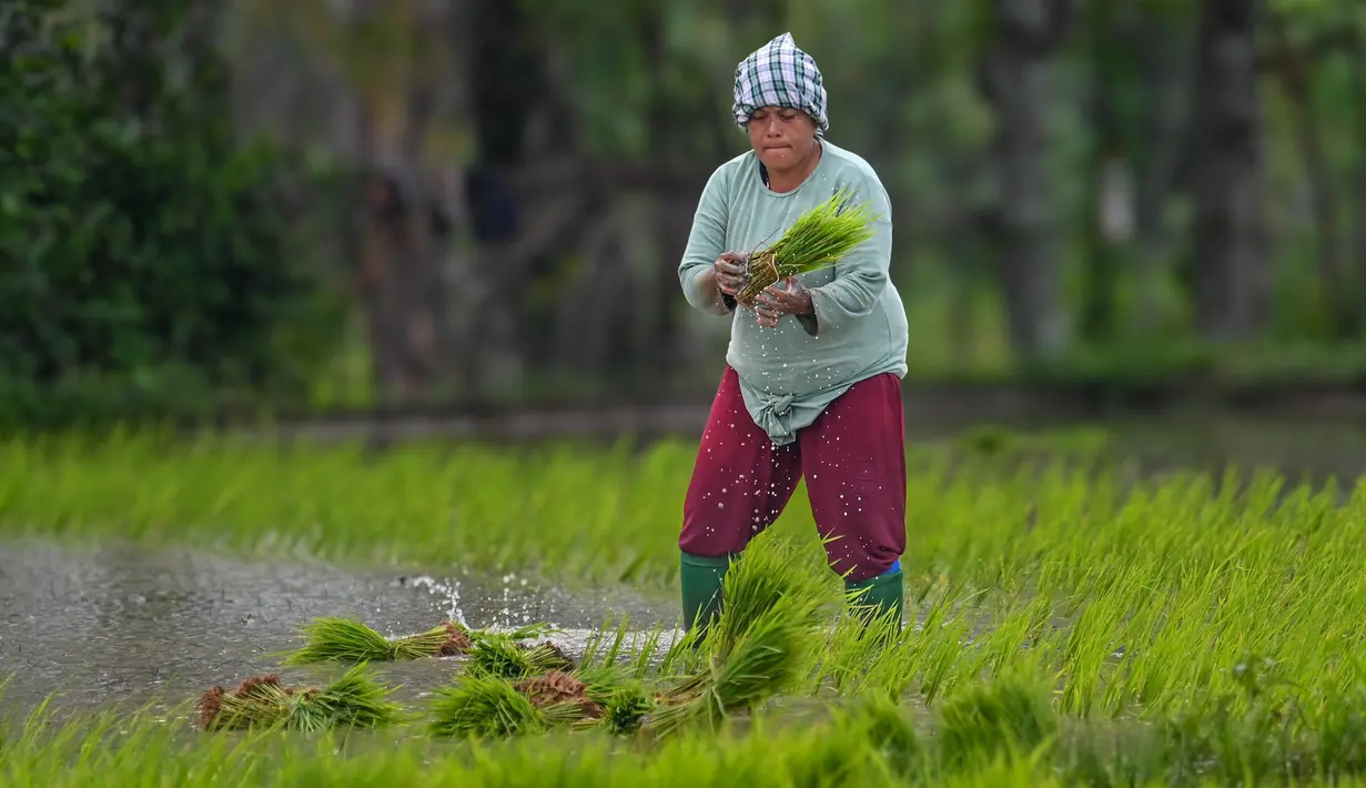 Kementerian Pertanian menargetkan produksi padi nasional pada 2025 sebanyak 32 juta ton beras. (CHAIDEER MAHYUDDIN/AFP)