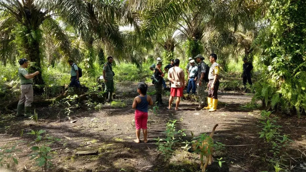 Tim gabungan memburu harimau untuk dikembalikan ke habitatnya (Liputan6.com / M.Syukur)