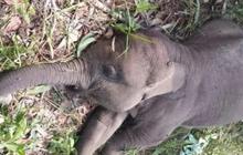 Diduga Diracun, Anak Gajah Sumatera di Taman Nasional Tesso Nilo Ditemukan Mati dengan Perut Menggembung