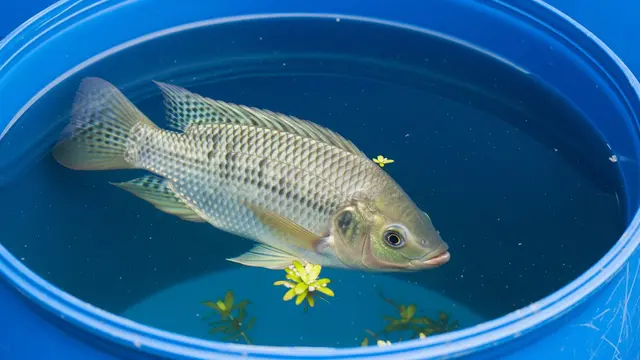 Ikan Nila di Ember