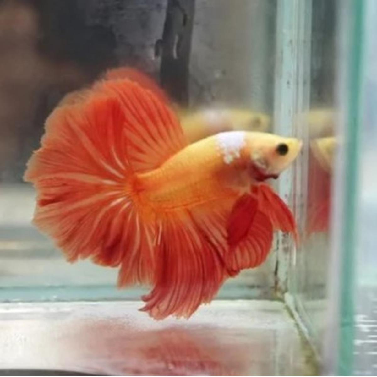 Ikan Cupang