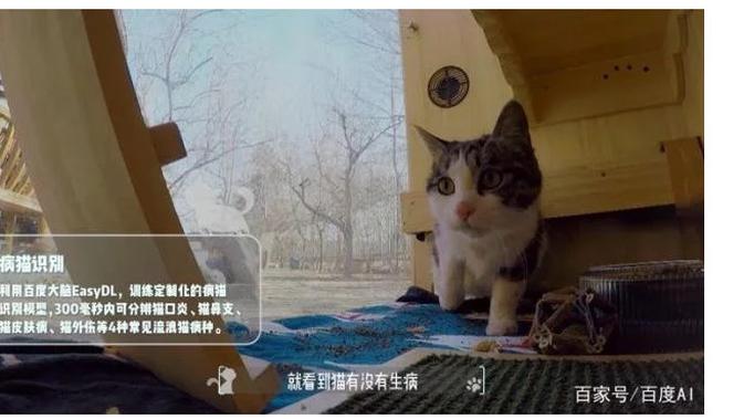 Penampungan kucing Baidu (Foto: Gizmochina)