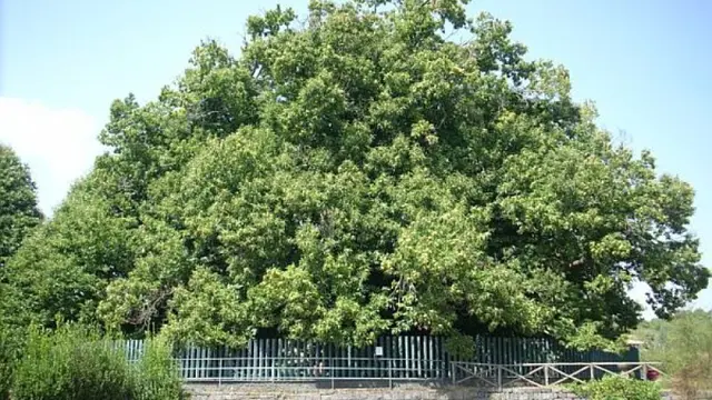 Kastanye