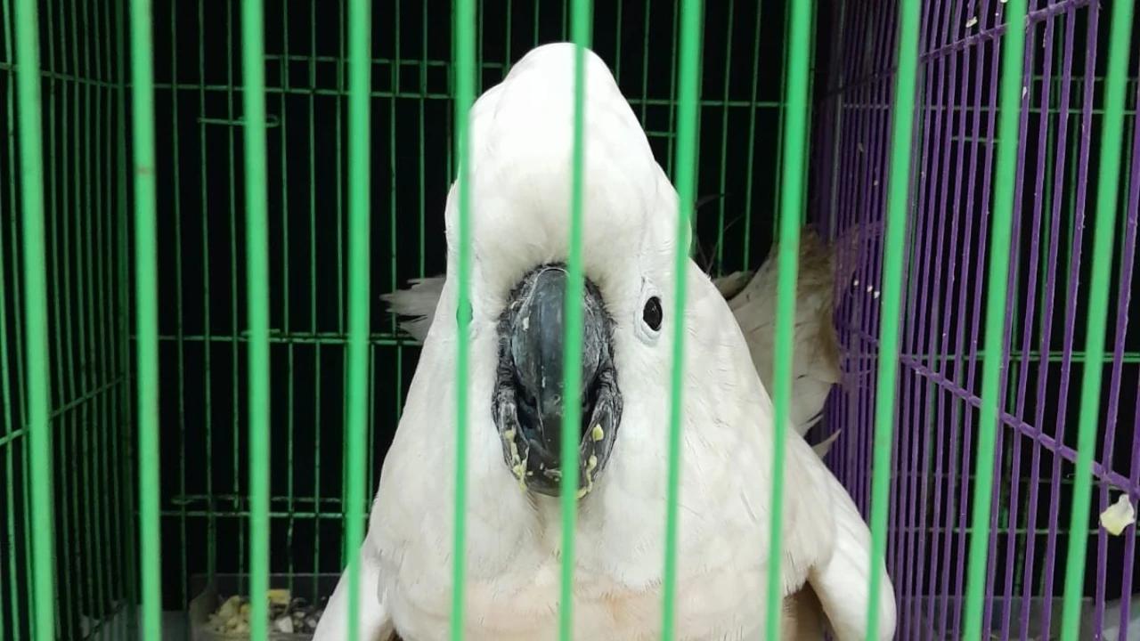 KLHK Deli Serdang Bongkar Jaringan Penyelundupan Burung Langka ke Thailand