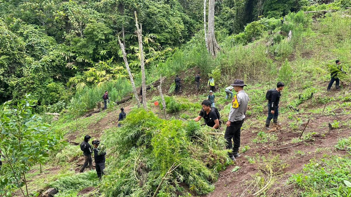 Ladang Ganja 20 Hektare Ditemukan di Perbukitan, Polda Sumsel Selidiki Jaringan di Baliknya