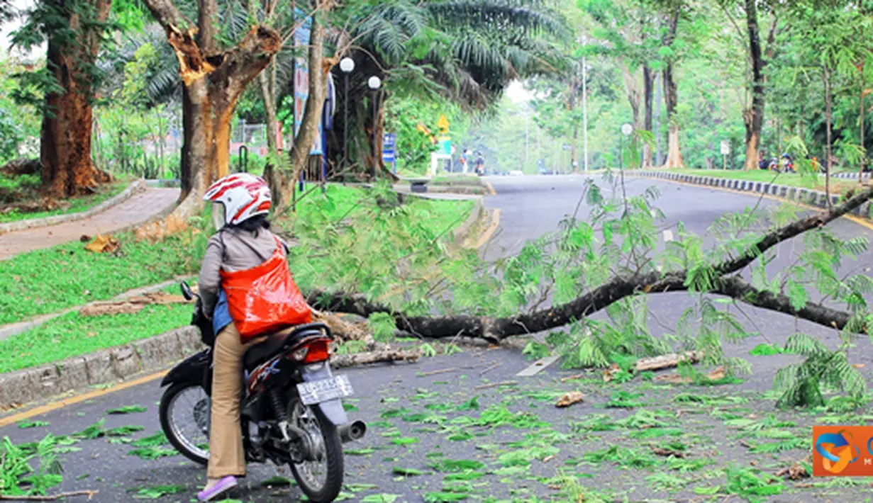 Citizen6, Depok: Sebuah pohon di kampus UI, Depok tumbang tanpa sebab pada, Rabu (20/10). Hal ini mengakibatkan pengendara yang melintas terpaksa berbalik arah. (Pengirim: Cesar Yudha)