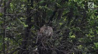 Tiga monyet ekor panjang (Macca Fascicularis) liar mencari makan kantong plastik yang banyak ditemukan di hutan Taman Marga Satwa Muara Angke, Jakarta,Sabtu (19/1). (Merdeka.com/Imam Buhori)