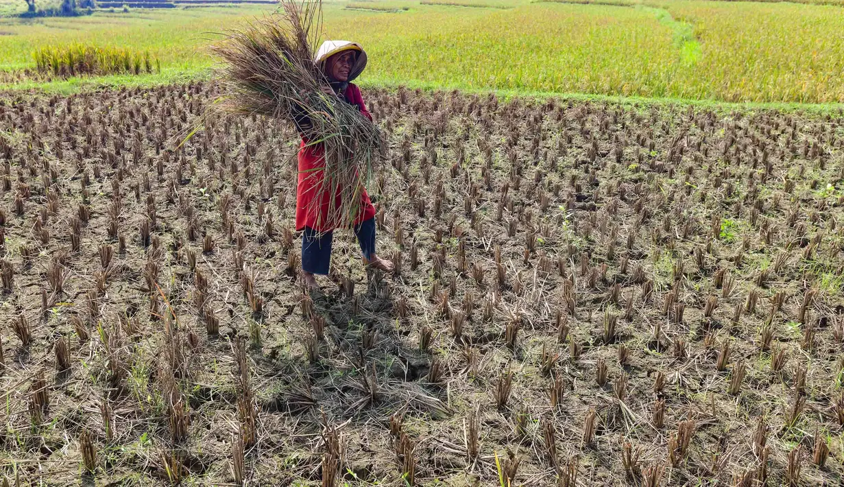 Petani memanen padi di lahan yang mengalami gagal panen di Desa Weninggalih, Kecamatan Jonggol, Kabupaten Bogor, Minggu (5/7/2026). (Merdeka.com/ Arie Basuki)