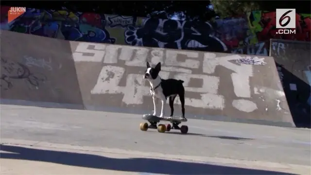 Mia si anak anjing asal Boston, AS, dikenal sebagai hewan yang jago bermain skateboard.