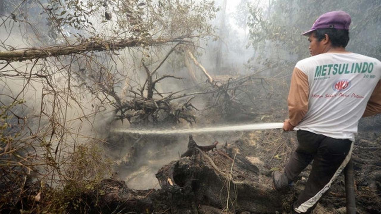 Kisah pekerja kebun kelapa sawit berjibaku padamkan kebakaran hutan