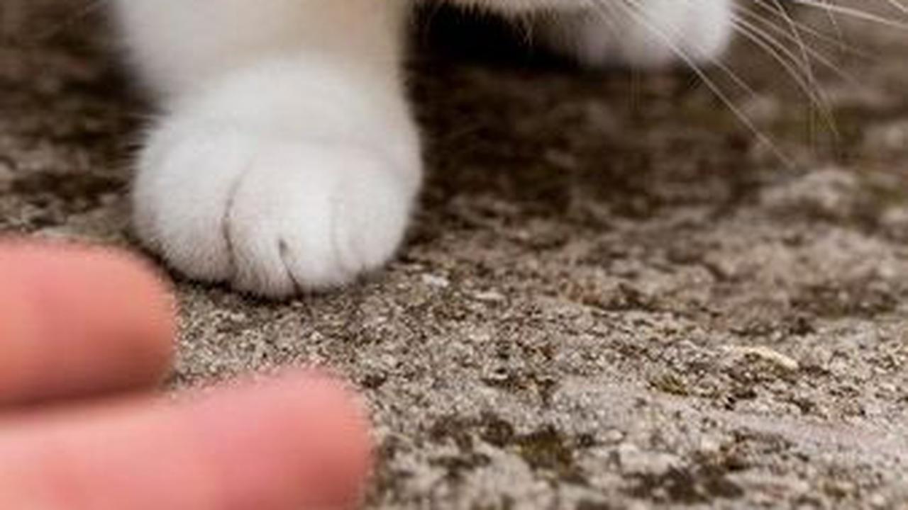 Apakah benar kucing bisa melakukan hal tersebut? Artikel ini akan membahas fakta-fakta seputar kemampuan khusus kucing dalam menemukan rumah mereka.