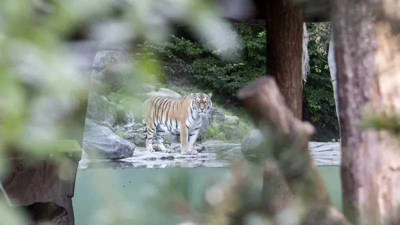Salah satu harimau Siberia di kebun binatang Zurich.