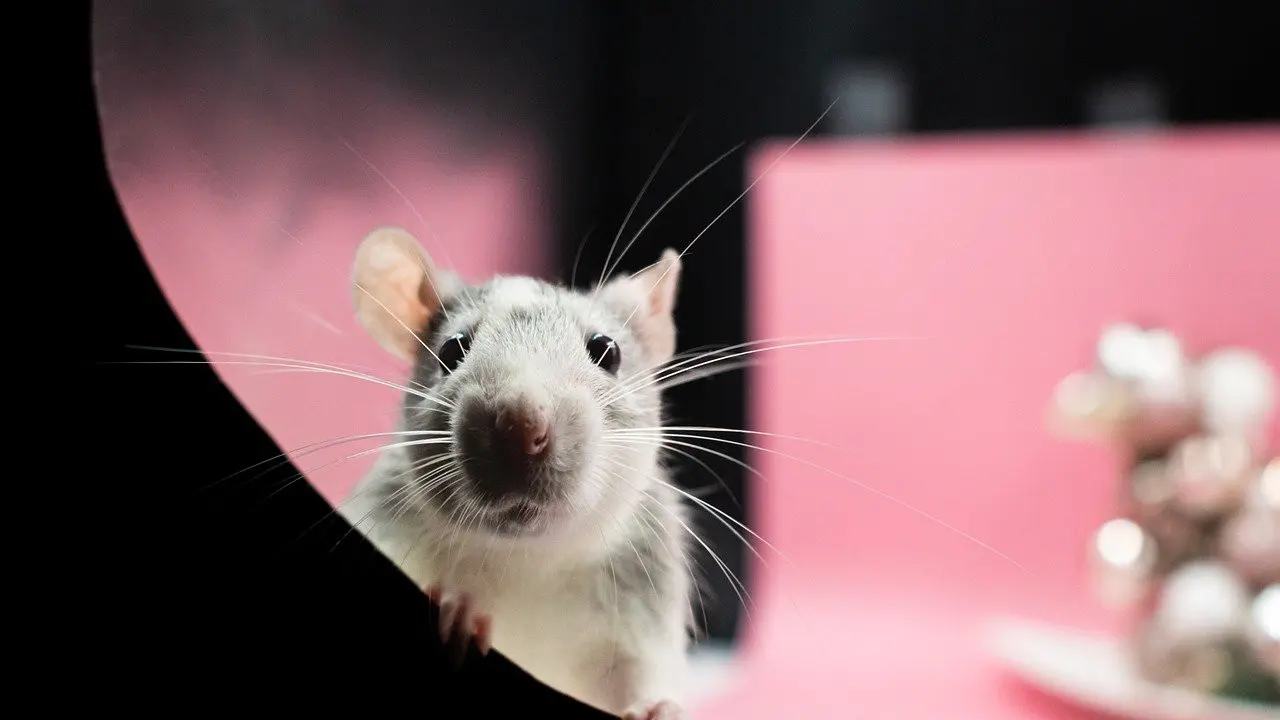 cara mengusir tikus