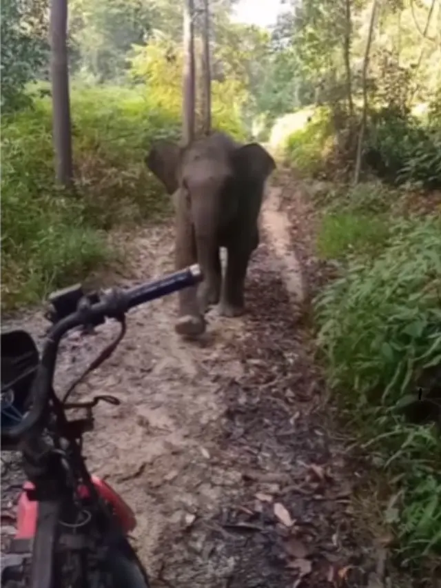 Gajah Domang