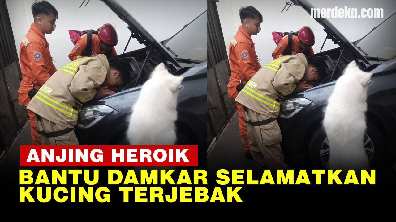 VIDEO: Gonggongan Olaf Si Anjing Pintar Bantu Damkar Selamatkan Kucing di Kap Mobil