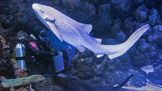 Wisata Berenang Dengan Hiu