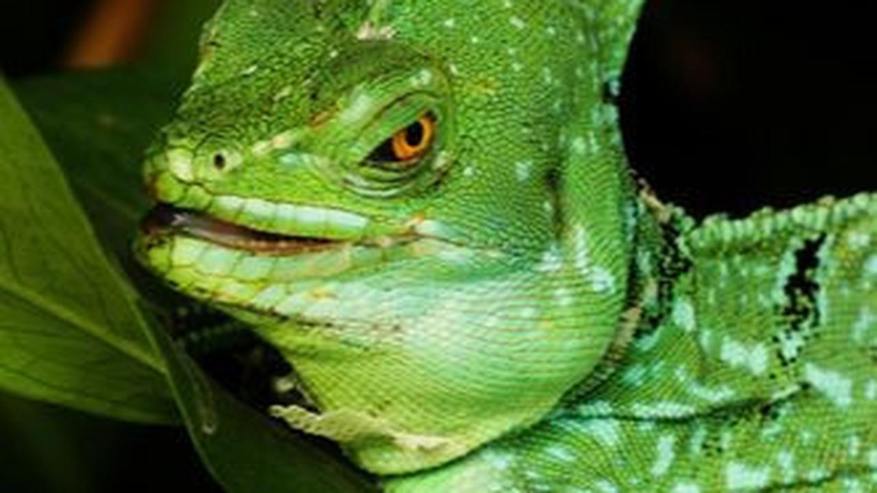 2. Tak Banyak Mobilitas, Kadal Basilisk Punya Tempat Tinggal Tetap<br>