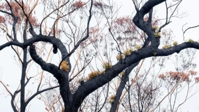 Foto Tumbuhan Hidup di Hutan Sisa Kebakaran Australia (sumber: worldofbuzz)