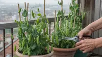Cara Menanam Kacang Polong di Pot Kecil, Panduan Lengkap untuk Pemula agar Panen Melimpah