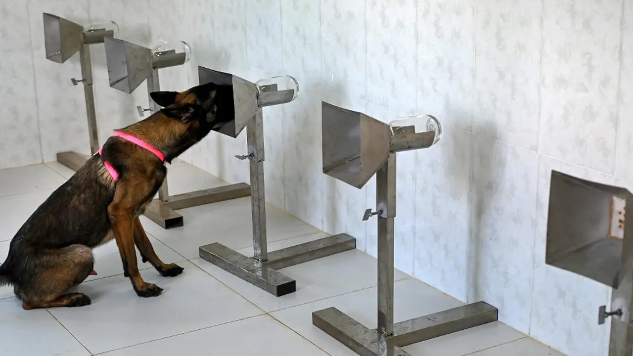 FOTO: Kamboja Latih Anjing untuk Deteksi COVID-19
