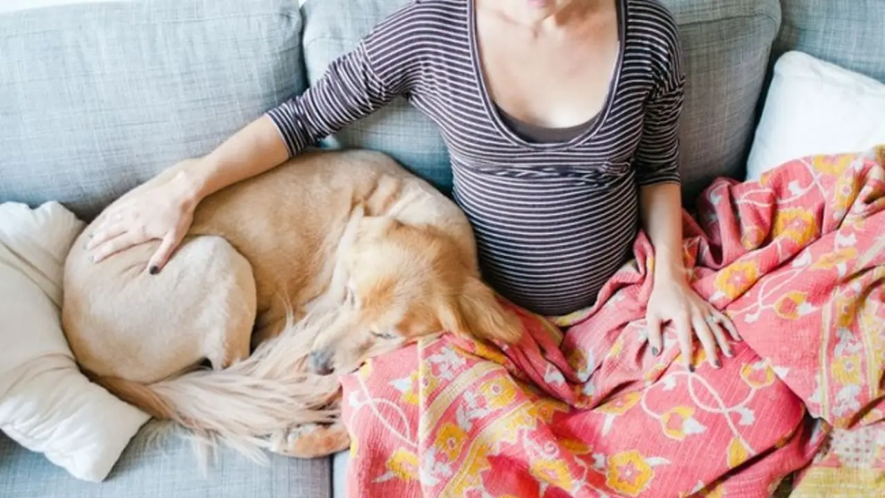 15 Anjing yang Nggak Sabar Menunggu Kelahiran Bayi Majikannya