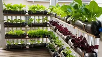 7 Layout Kebun Sayur di Teras Rumah, Anti Sumpek dan Panen Tiap Minggu