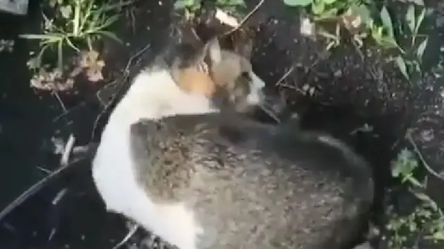 Kucing Komplek Sekarat Hingga Mati