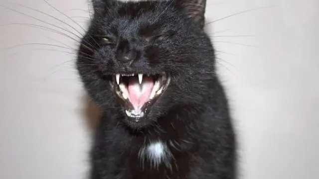 Potret Lucu Kucing Saat Tersenyum Ini Bikin Ketawa Sendiri