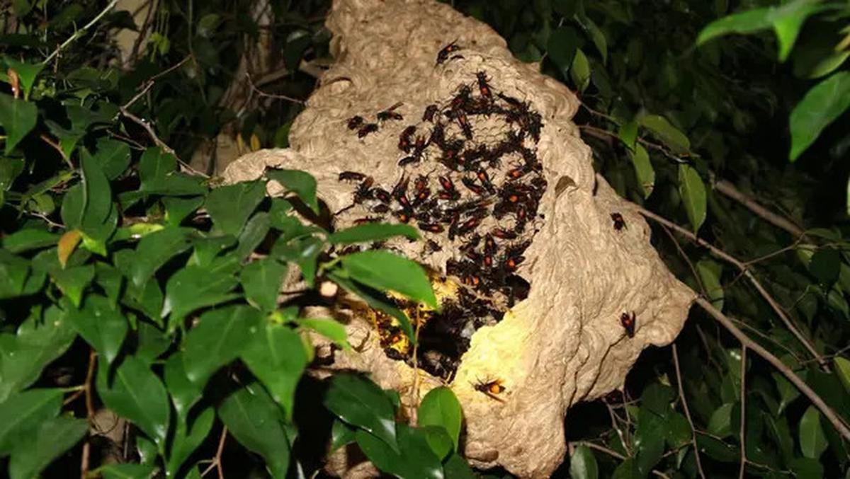 Beruntung, Pria Ini Selamat dari Maut Meski Disengat Tawon 240 Kali