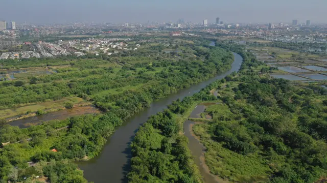 Konservasi Tumbuhan Potensial Pemulih Ekosistem Sungai Brantas
