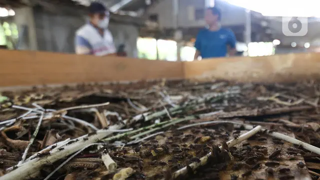 Menjanjikan, Budidaya Jangkrik Pakan Burung