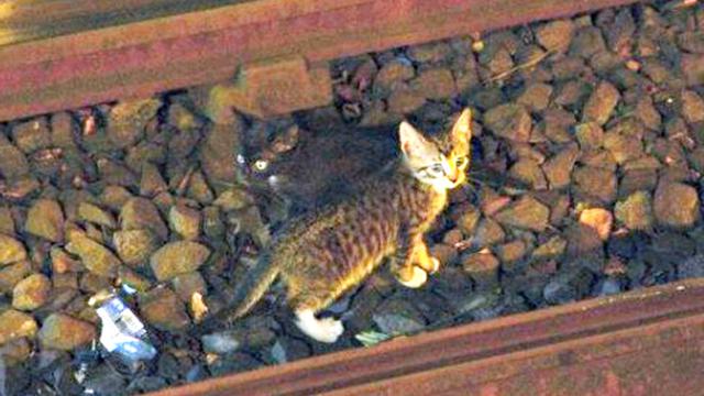 Arthur, kucing hilang (1)