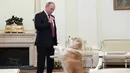 Presiden Vladimir Putin bermain dengan anjingnya yang bernama Yume sebelum memberikan keterangan untuk media Jepang, Japanese Nippon Television dan surat kabar Yomiuri di Kremlin di Moskow, Rusia (7/12). (Sputnik/Kremlin/Alexei Druzhinin via Reuters)