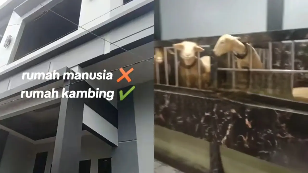 Rumah Mewah Kambing di Banjarnegara