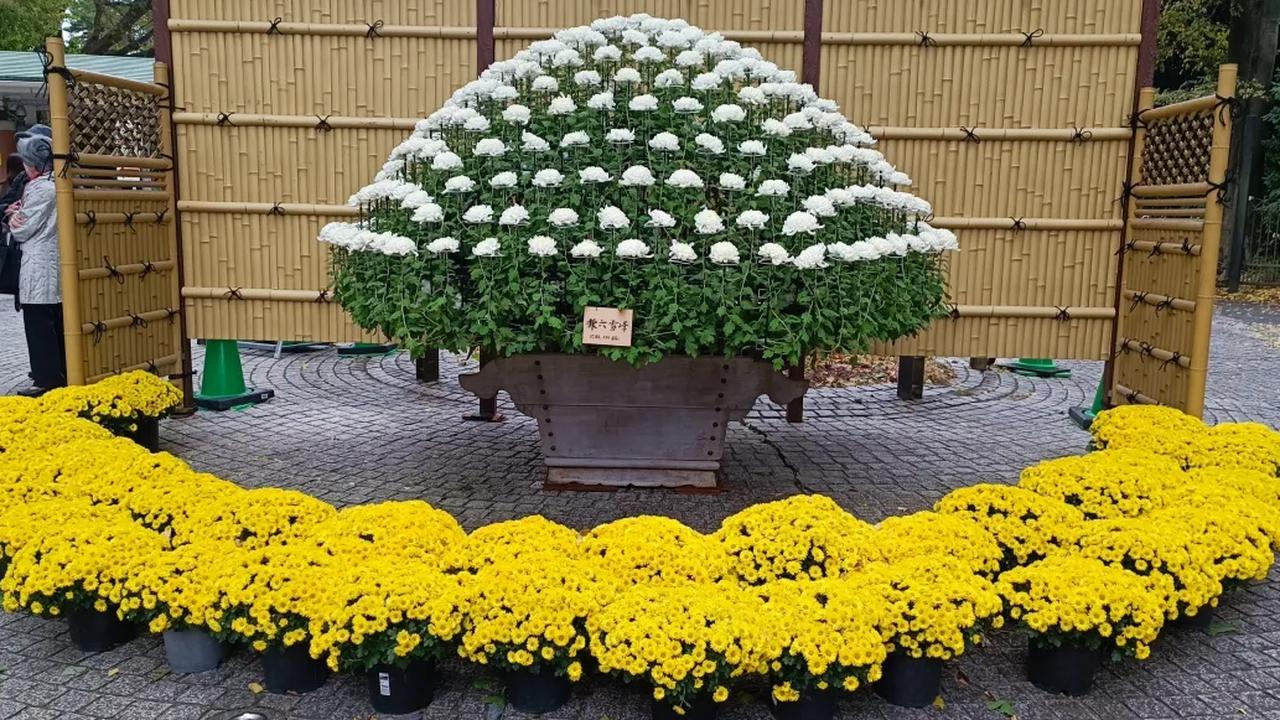 8. Pameran Bunga Krisan di Shinjuku Gyoen Kerap Dinanti
