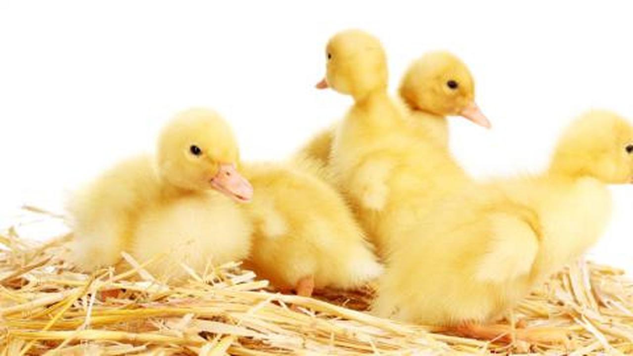 Video anak bebek kocar kacir tertiup angin