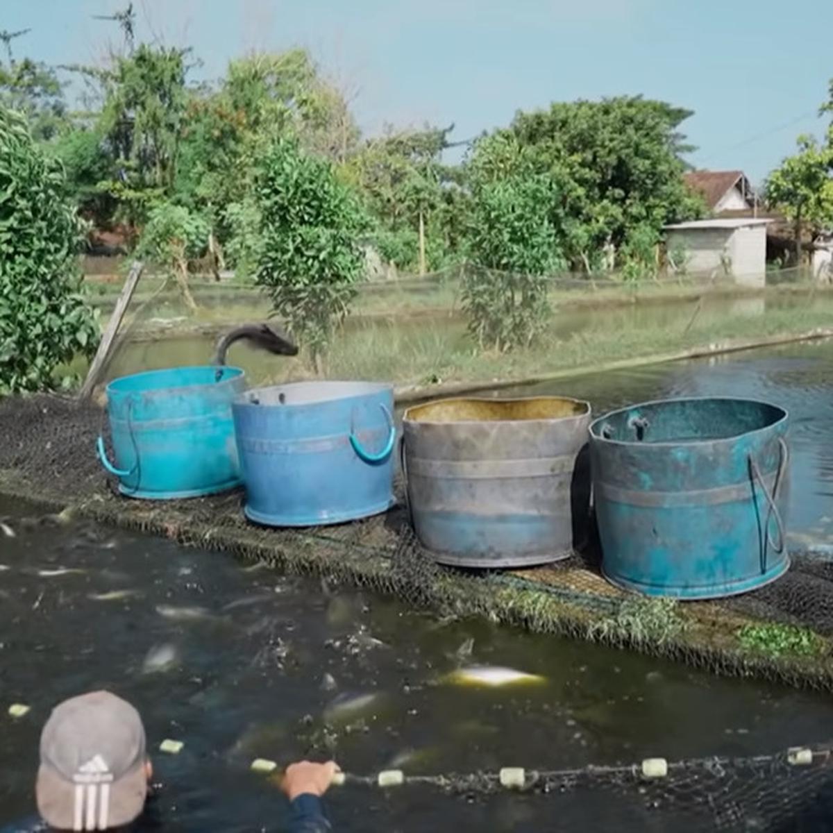Budi daya ikan patin di Tulungagung