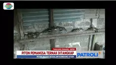 Ular piton kembali masuk permukiman warga sampai pangsa hewan ternak di Tanjungpinang, Kepulauan Riau dan Makassar, Sulawesi Selatan.