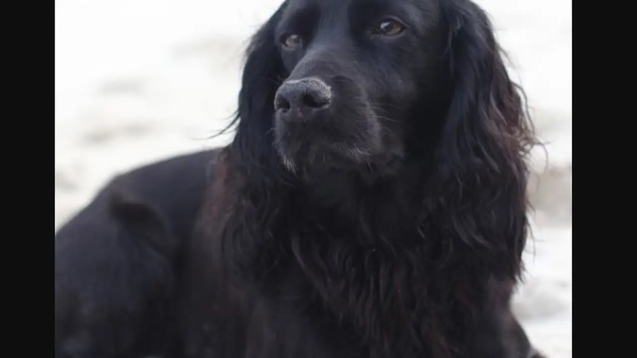 Lupo Si Anjing Kesayangan Mati, Kate Middleton dan Pangeran William Berduka