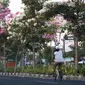 Tabebuya di jalan protokol Surabaya. (Dian Kurniawan/Liputan6.com)