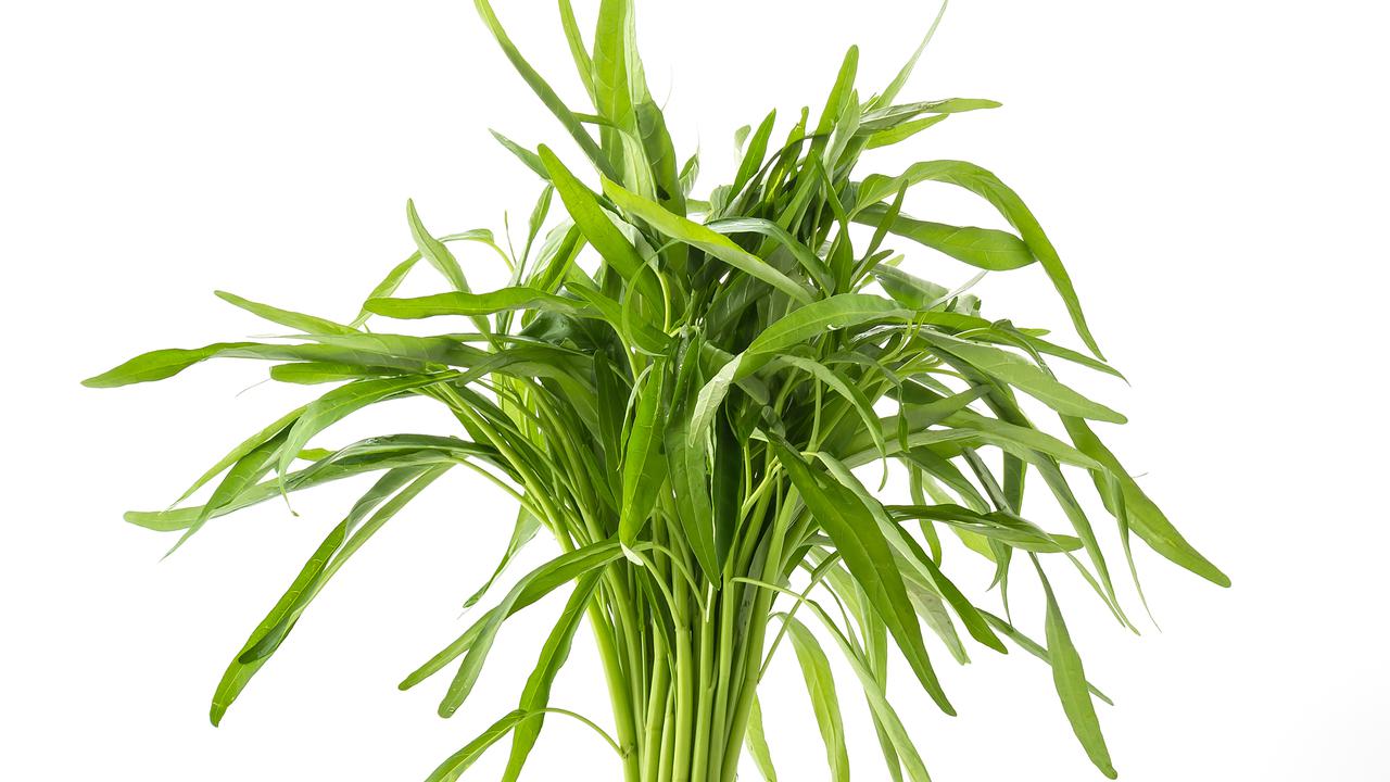 Ilustrasi Kangkung
