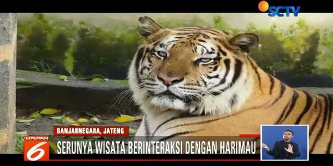 Uji Nyali Beri Makan Harimau di Taman Margasatwa Serulingmas Banjarnegara