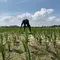 Cobaan Petani Lampung Saat Harga Gabah Tinggi
